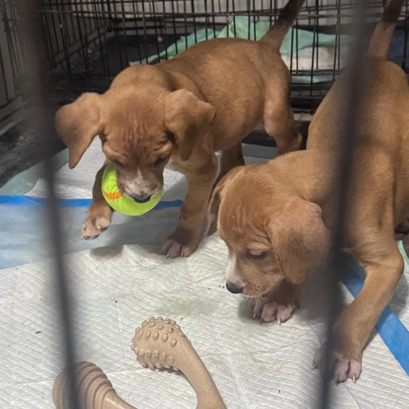 A baby small-sized male Brown / Chocolate Mixed Breed dog named Maverick for adoption in Inwood, WV