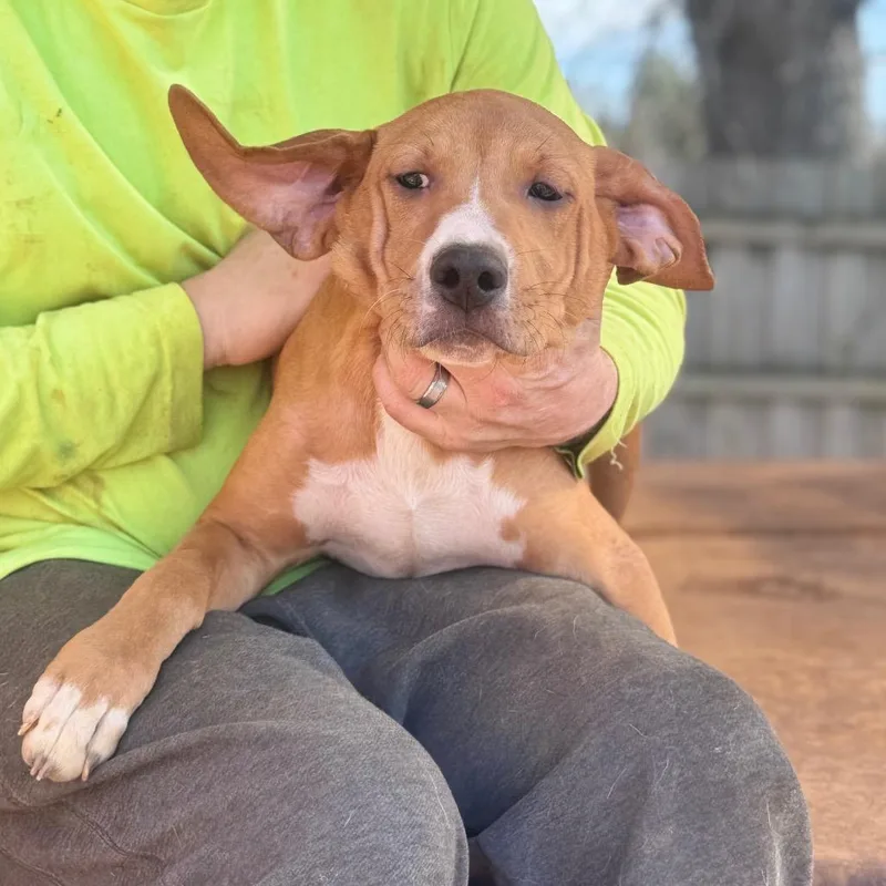 Maverick thumbnail 2