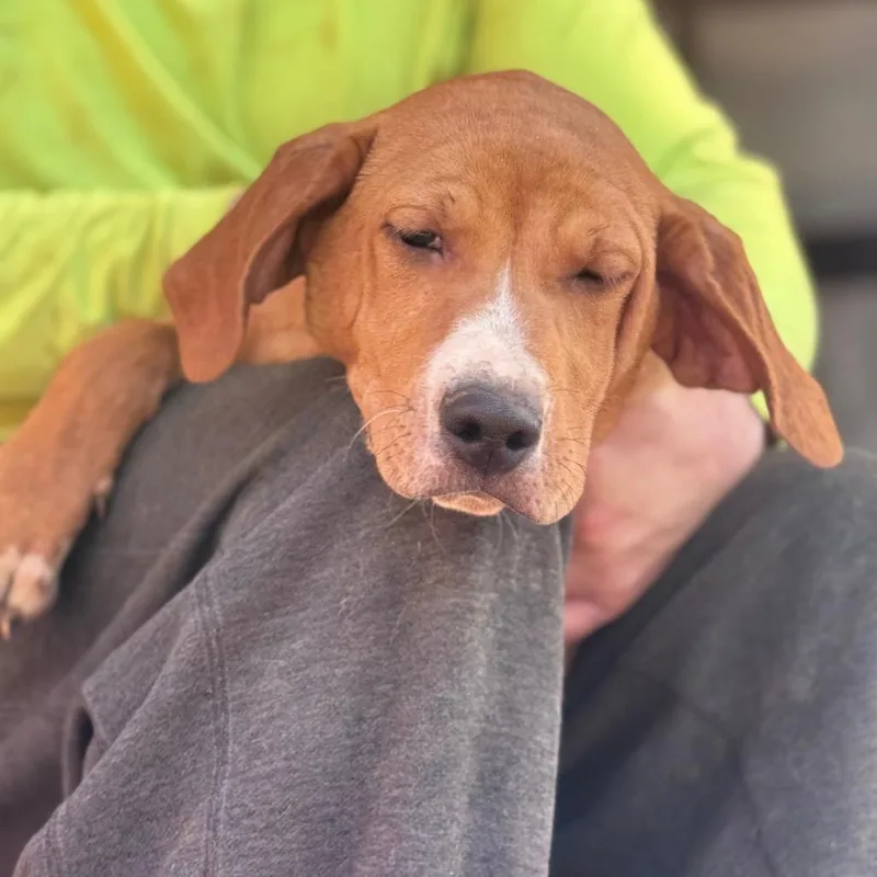 Maverick thumbnail 3