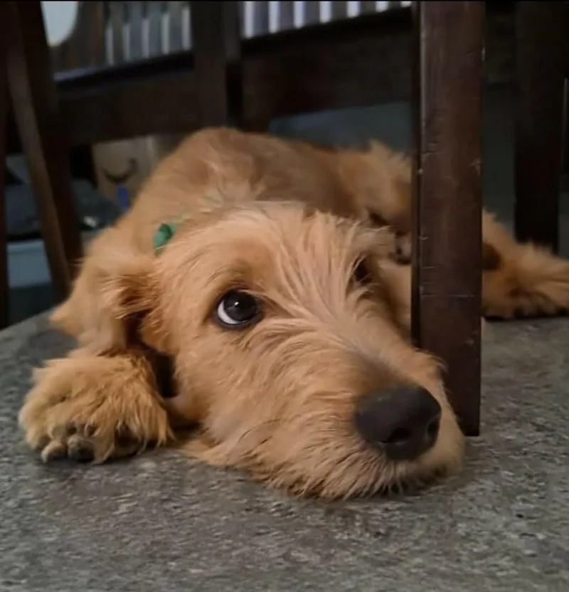A baby medium-sized male Yellow / Tan / Blond / Fawn Schnauzer dog named Barkley for adoption in Montague, TX