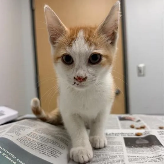 A baby small-sized male Orange / Red Domestic Short Hair cat named Wayne for adoption in Jacksonville, FL