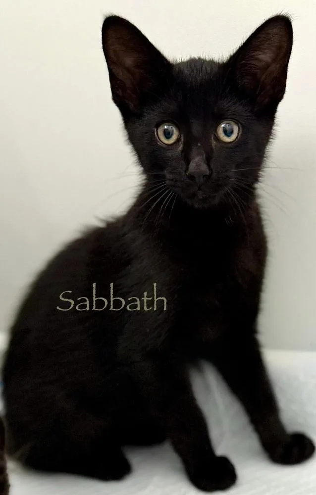 A baby medium-sized male Domestic Short Hair cat named Sabbath for adoption in Chicago, IL