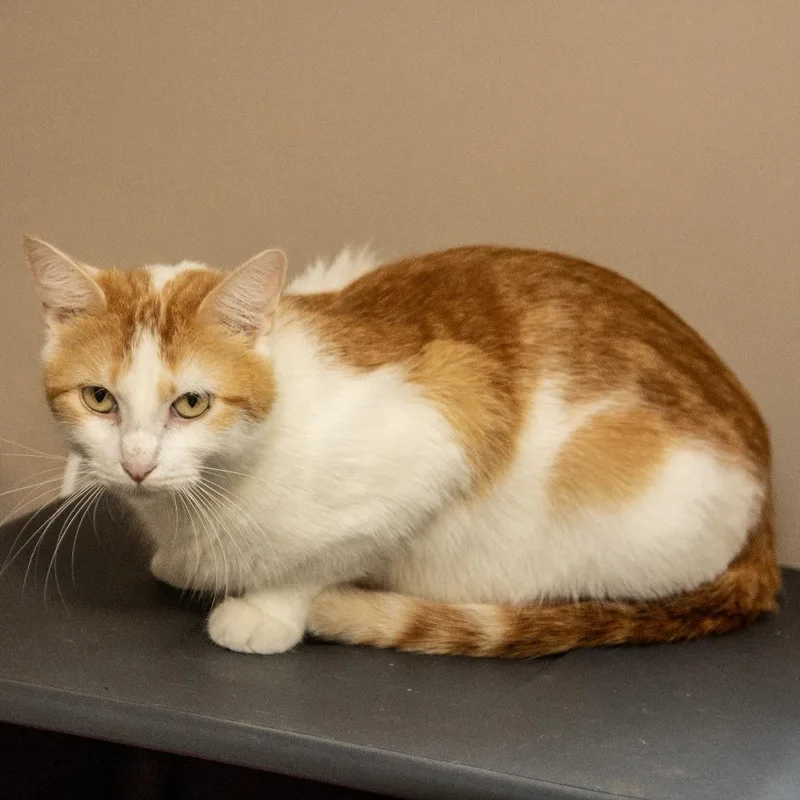An adult small-sized female White Domestic Short Hair cat named Tobasco for adoption in Wichita, KS