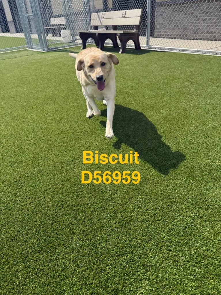 Biscuit thumbnail 2