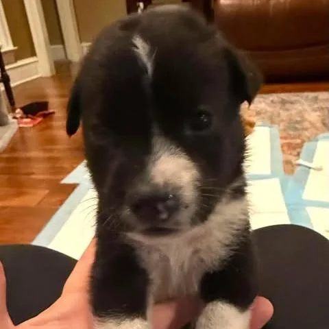 A baby small-sized male Black Pit Bull Terrier dog named Tiny Tim for adoption in Dover, AR