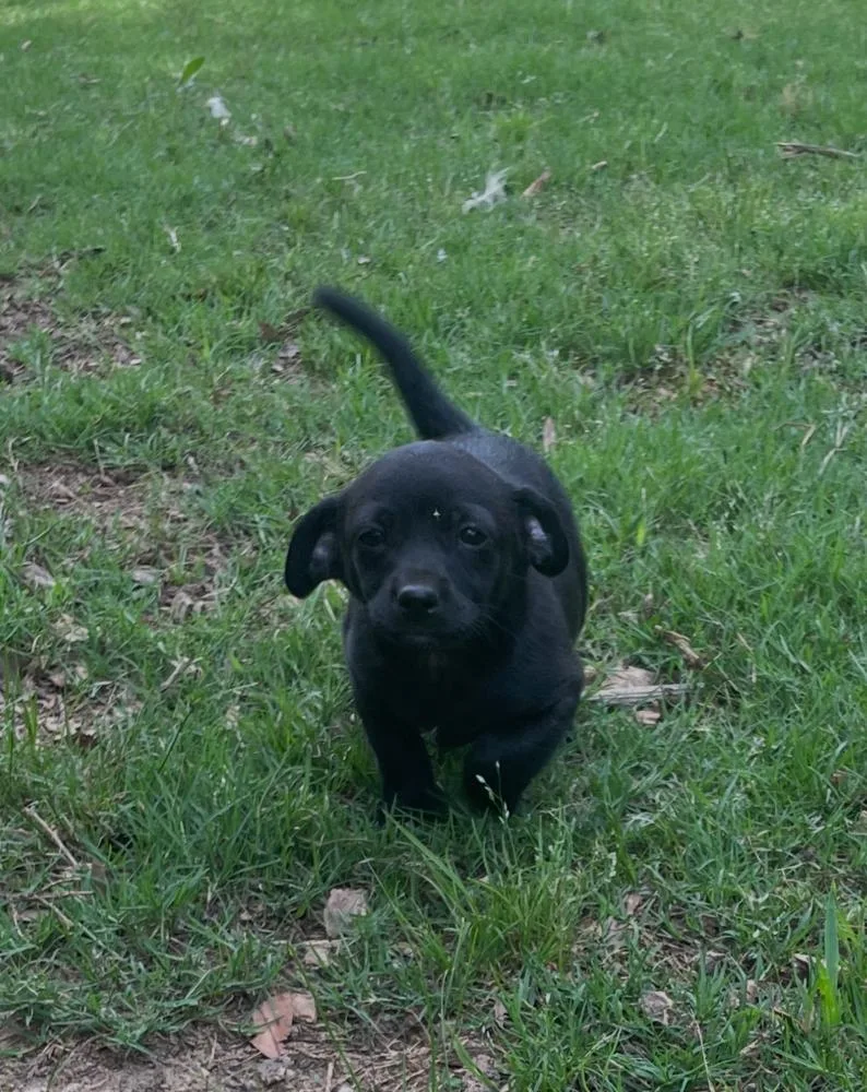 Astro