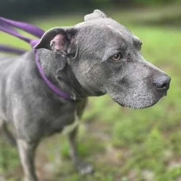 A senior large-sized female Gray / Blue / Silver Mixed Breed dog named Sapphire for adoption in Fernandina Beach, FL