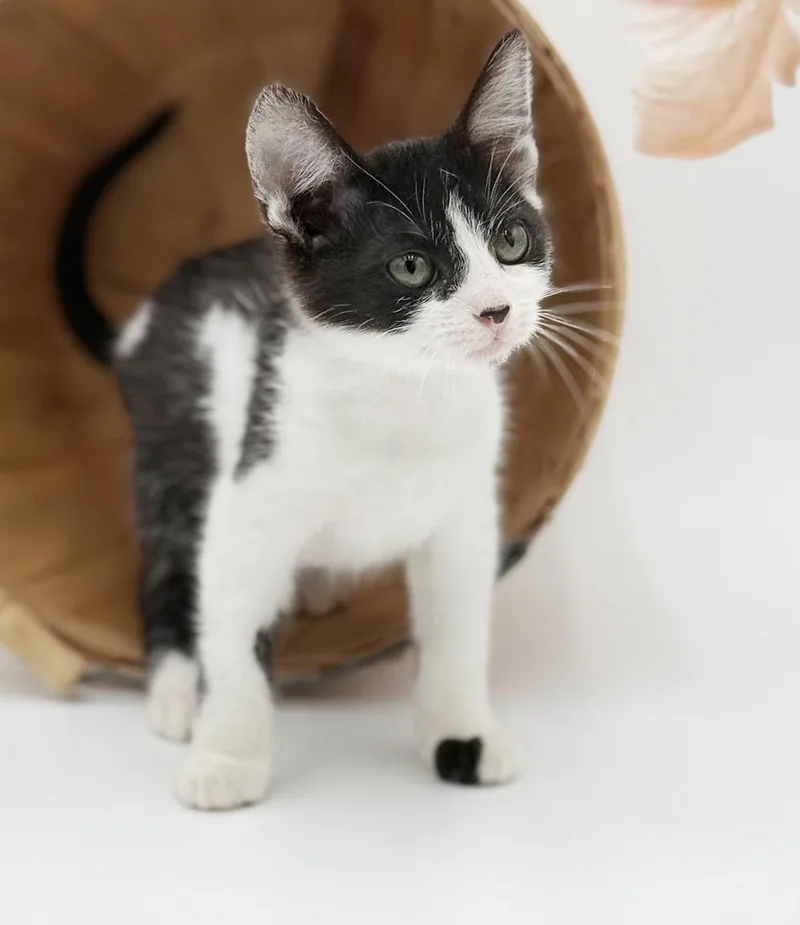 Millo Is A Marvelous thumbnail 2