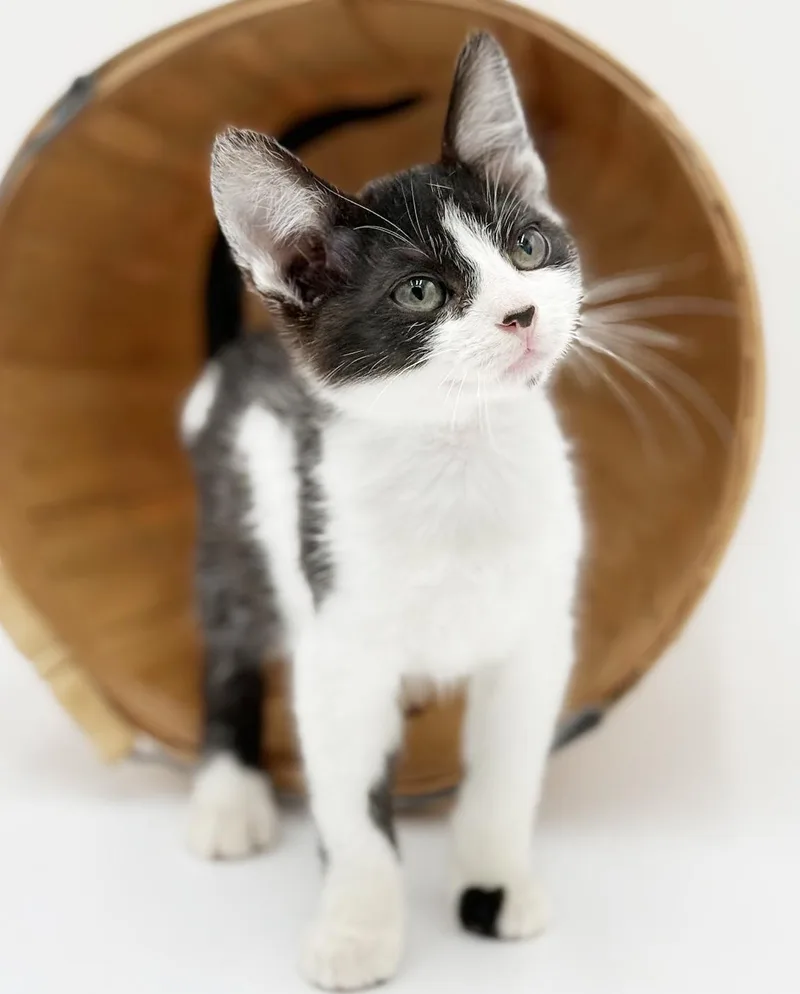 Millo Is A Marvelous thumbnail 3