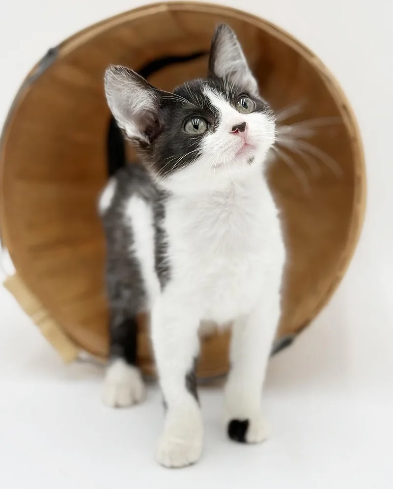 Millo Is A Marvelous thumbnail 4