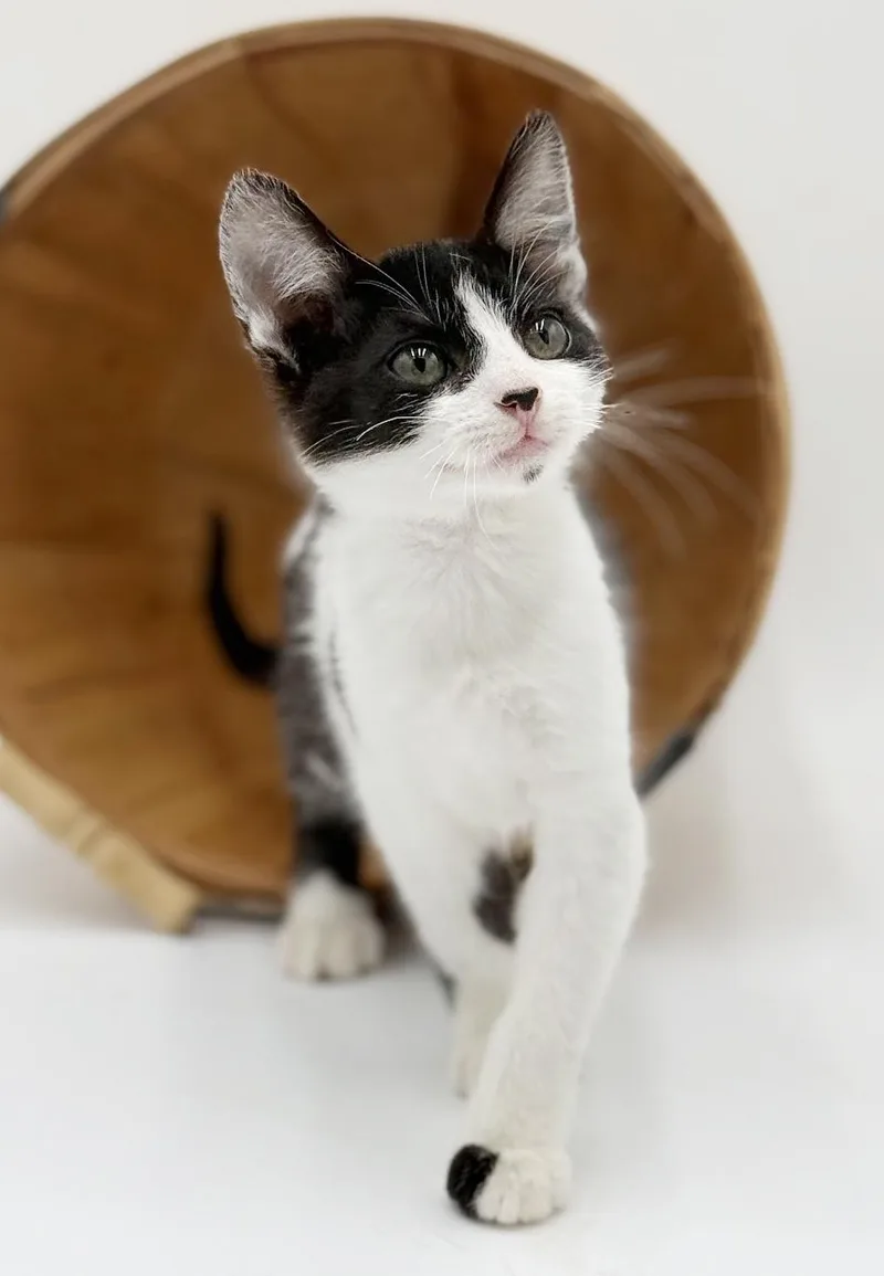 Millo Is A Marvelous thumbnail 5