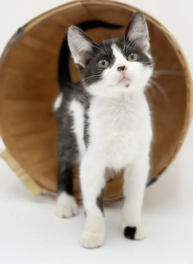 Millo Is A Marvelous thumbnail 6