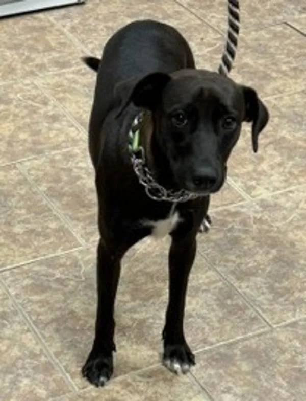 A young medium-sized female Labrador Retriever dog named Isa for adoption in Littleton, CO