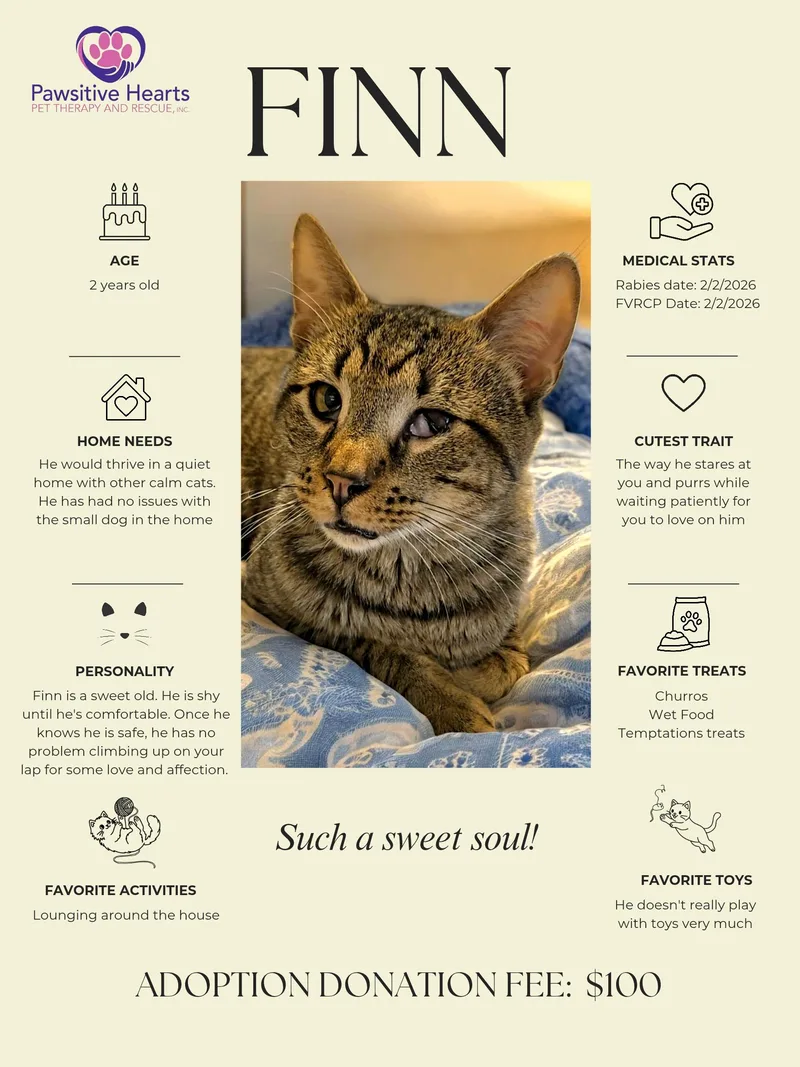 An adult medium-sized male Tabby (Orange / Red) Domestic Short Hair cat named Finn for adoption in Kenhorst, PA