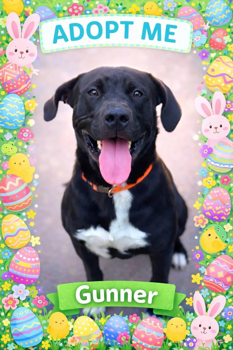 A young medium-sized male Black Pit Bull Terrier dog named Gunner for adoption in Bowie, TX