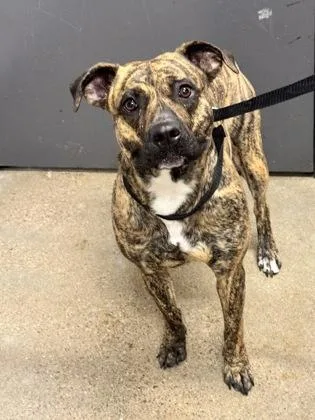 A young medium-sized female Brown / Chocolate Pit Bull Terrier dog named Xena for adoption in Cleveland, OH