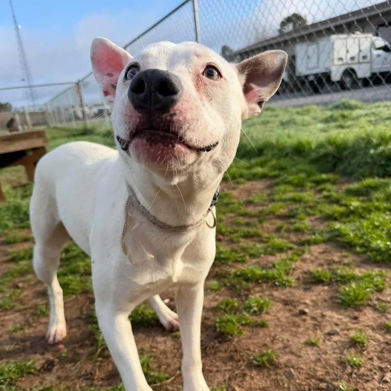 A young medium-sized female White / Cream Bull Terrier dog named Stella for adoption in Powell, TN