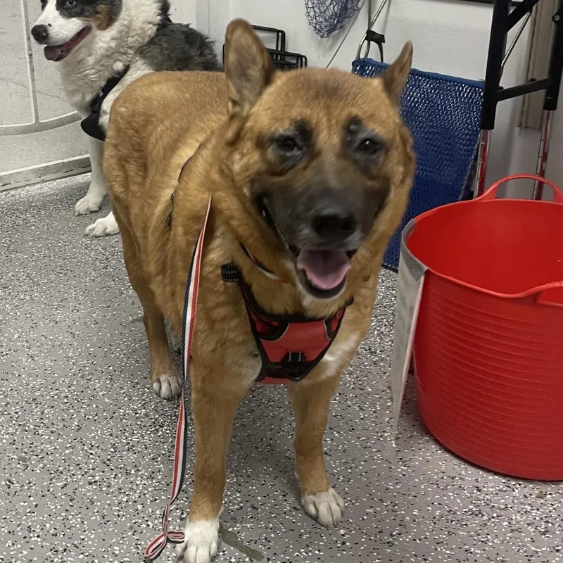 An adult large-sized female Brown / Chocolate German Shepherd Dog dog named Sheerah for adoption in Henderson, NV