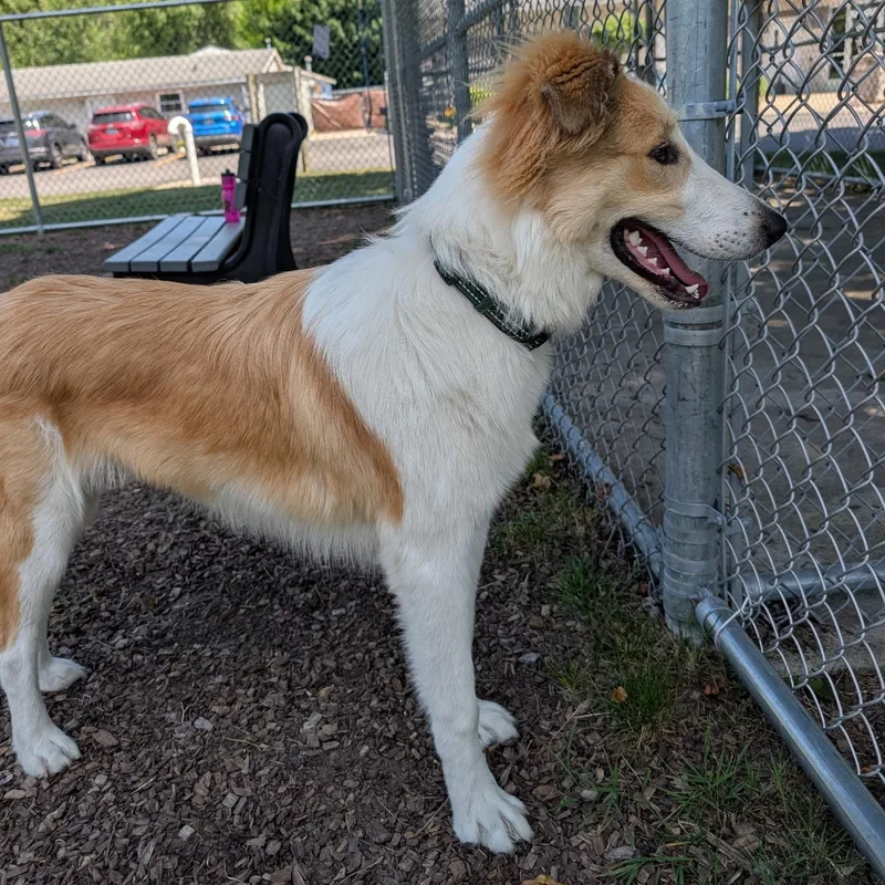 A young medium-sized male Apricot / Beige Smooth Collie dog named Murphy for adoption in Mount Pleasant, MI