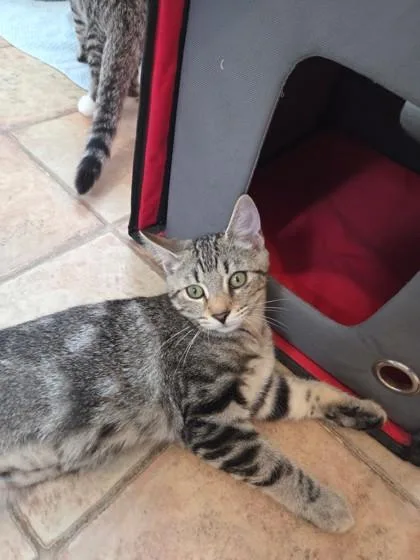 A baby small-sized female Domestic Short Hair cat named Ilis for adoption in Bloomsburg, PA