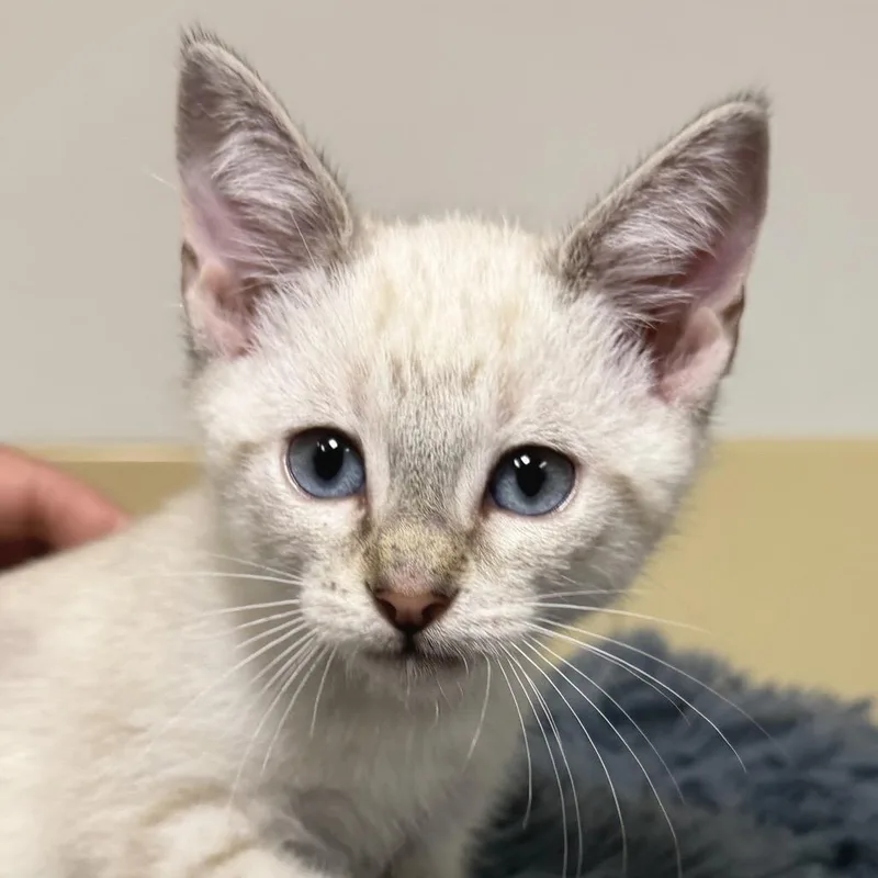 A baby small-sized male Flame Point Siamese cat named Kashmire for adoption in East Hampton, NY