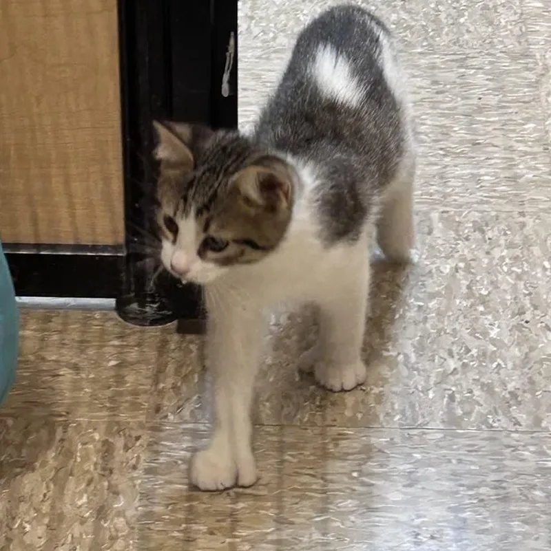 A baby medium-sized male Extra-Toes Cat / Hemingway Polydactyl cat named Azalea for adoption in Austin, TX