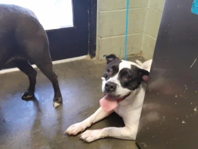 An adult large-sized female Pit Bull Terrier dog named Super Nova for adoption in Tulsa, OK