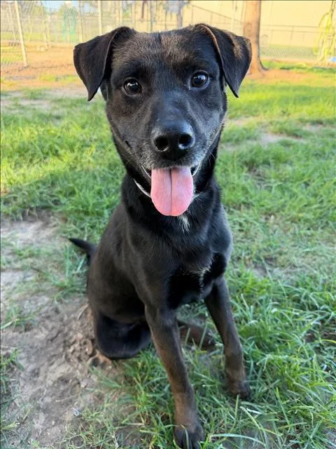A young large-sized male Labrador Retriever dog named Carl for adoption in Conroe, TX
