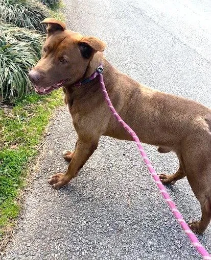 An adult large-sized male Pit Bull Terrier dog named Saint for adoption in Carrollton, GA