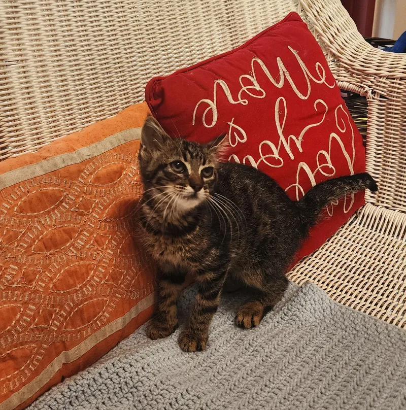 A baby medium-sized male Tabby (Brown / Chocolate) Domestic Short Hair cat named Blake Shelton for adoption in Slidell, LA