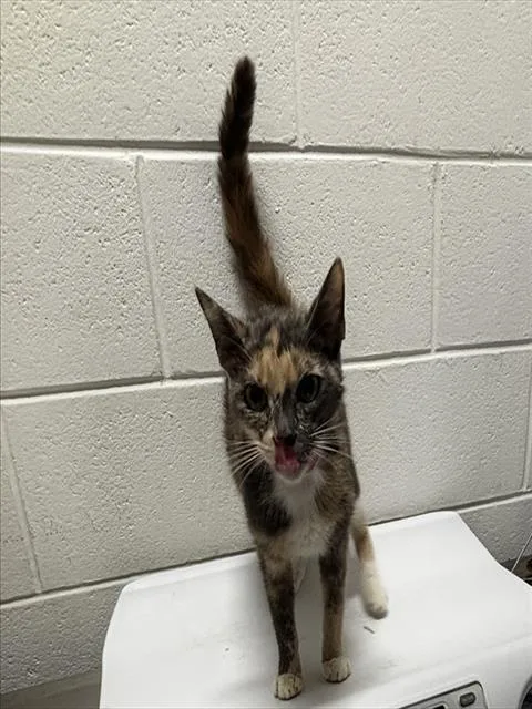 A young medium-sized female Domestic Short Hair cat named Holly for adoption in Upper Marlboro, MD