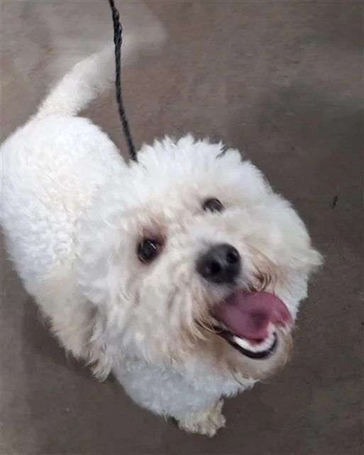 A young small-sized male Mixed Breed dog named Scooter for adoption in Dallas, TX
