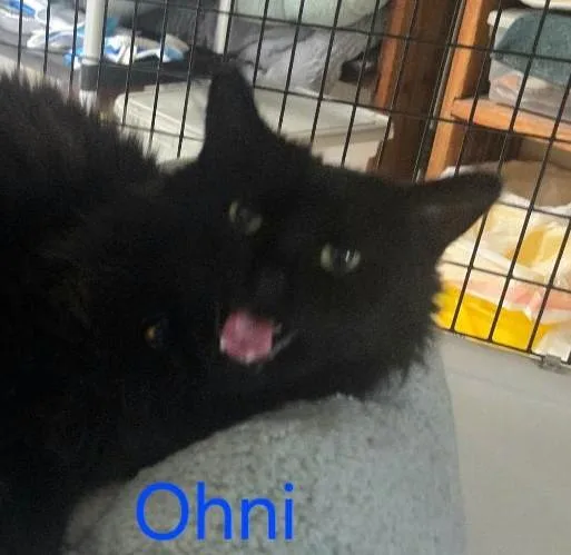 An adult extra large-sized male Black Domestic Medium Hair cat named Ohni for adoption in Las Cruces, NM