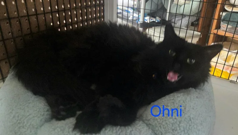 Ohni thumbnail 2