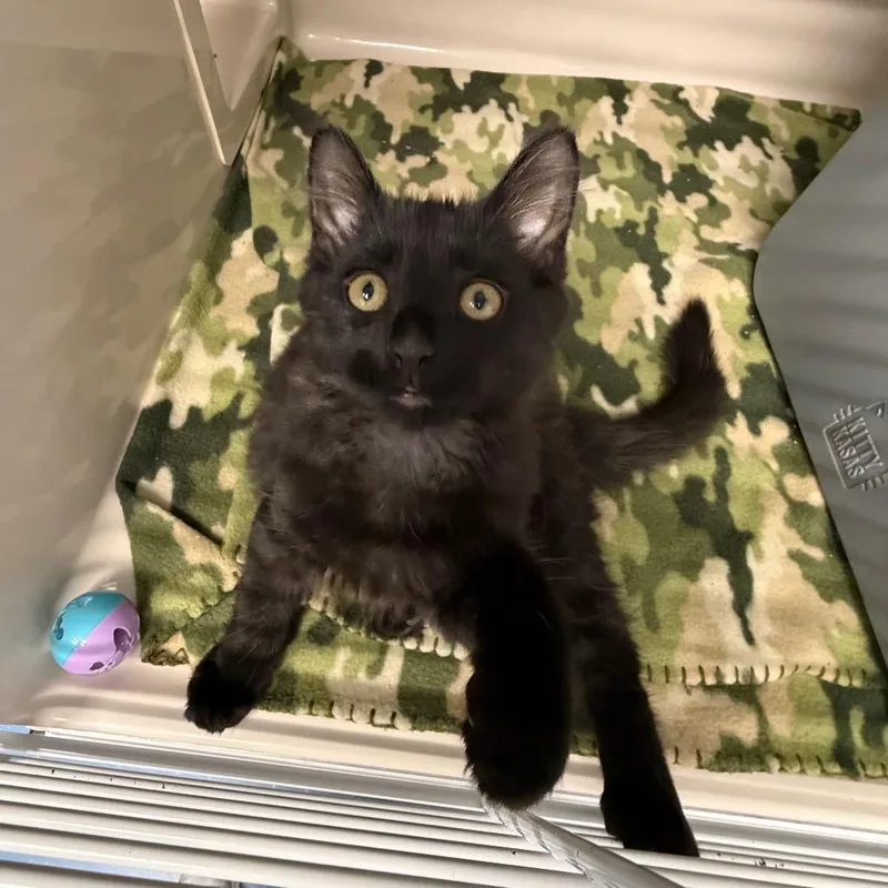A baby small-sized male Black Domestic Medium Hair cat named Amarok for adoption in Watertown, NY