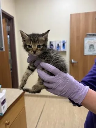 A baby small-sized female Domestic Short Hair cat named Trappist for adoption in West Chester, PA