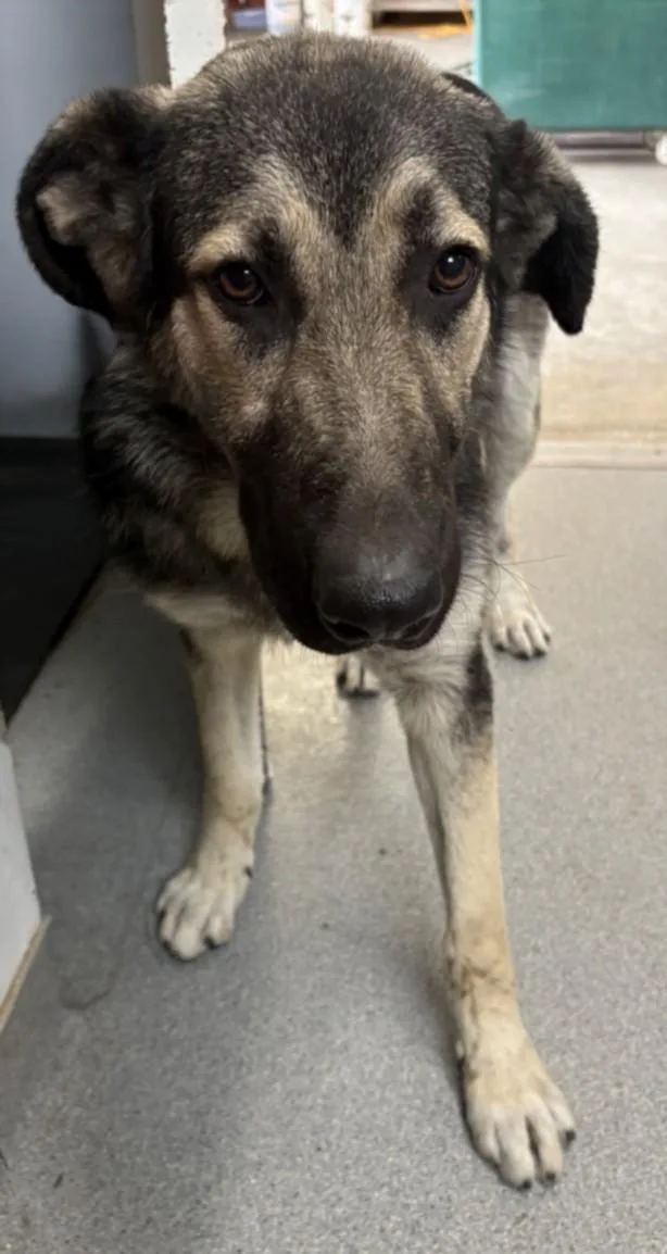 A young large-sized male German Shepherd Dog dog named A for adoption in Olivehurst, CA