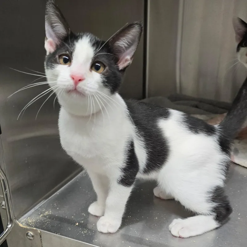 A baby small-sized female Black Domestic Short Hair cat named Terrycloth for adoption in Spokane, WA