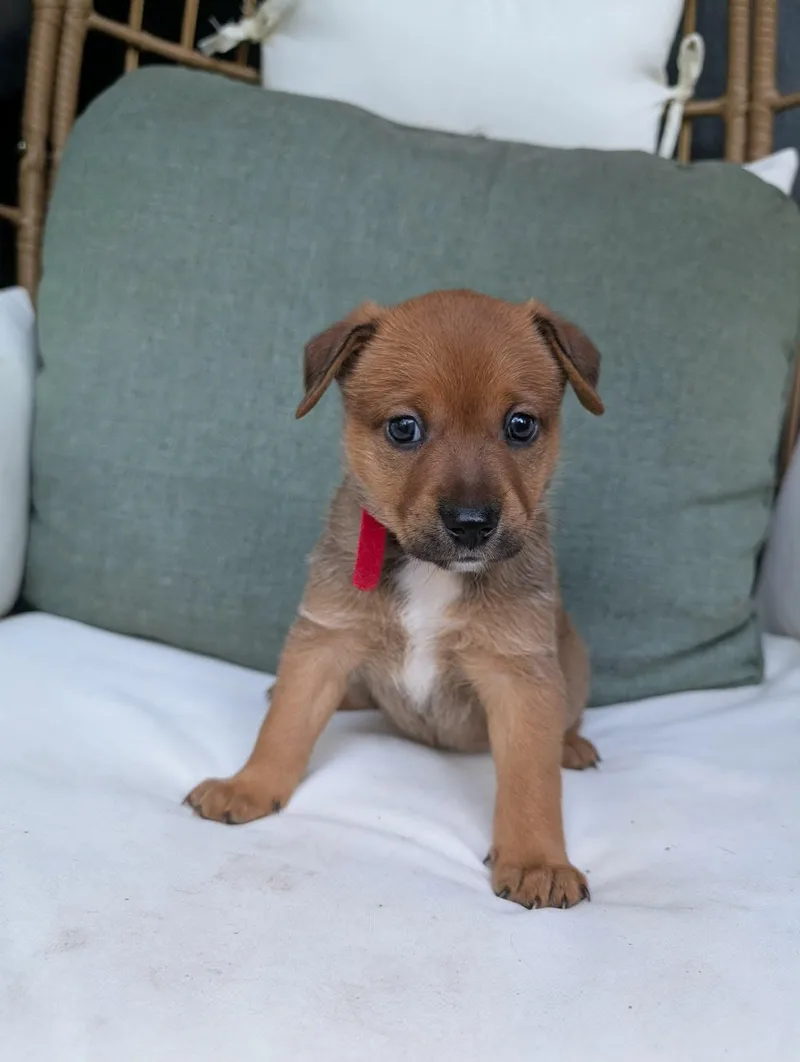 A baby medium-sized female Australian Shepherd dog named Teca for adoption in New Baltimore, MI
