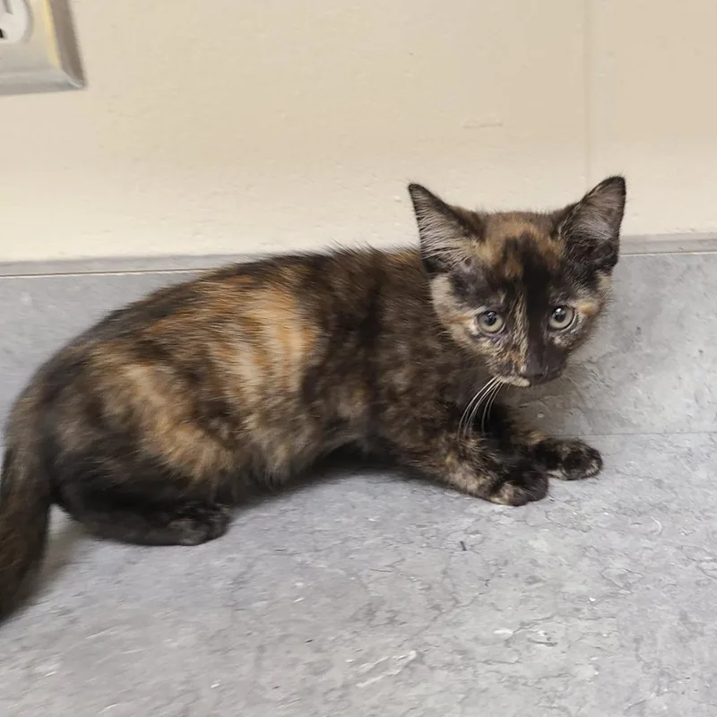 A baby medium-sized female Domestic Short Hair cat named Agnes for adoption in Greeneville, TN