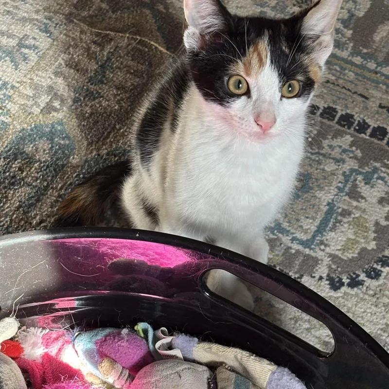 Pearladoone thumbnail 4