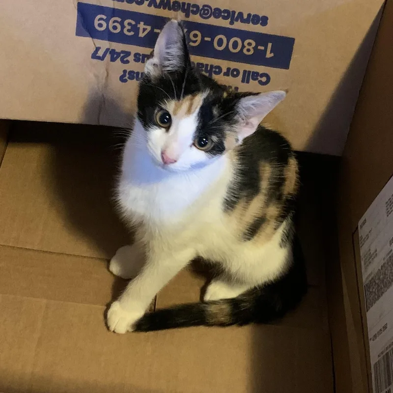 Pearladoone thumbnail 5