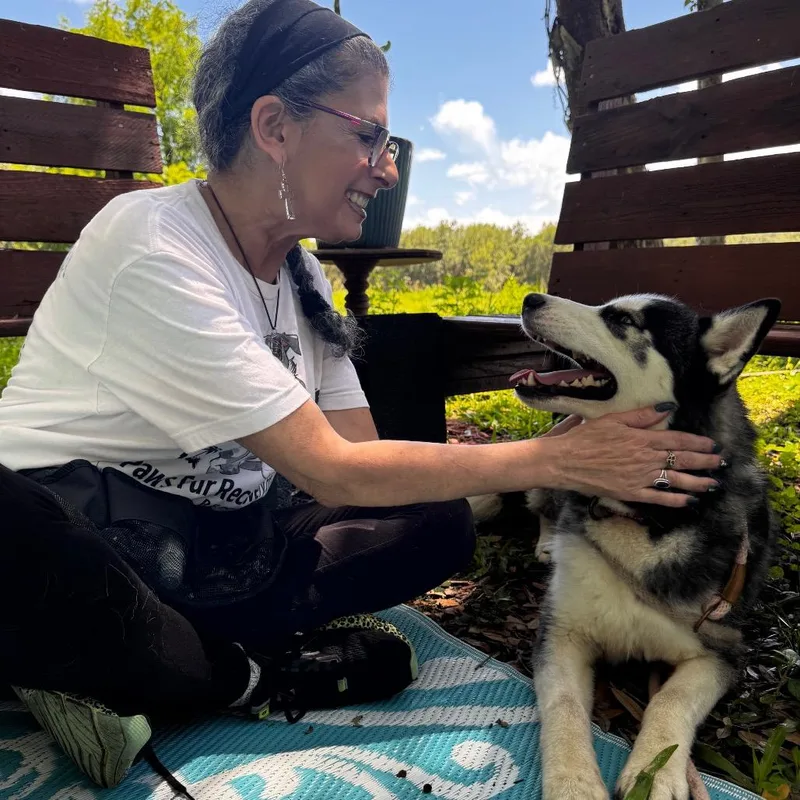 An adult medium-sized female White / Cream Husky dog named Riley for adoption in Indiantown, FL