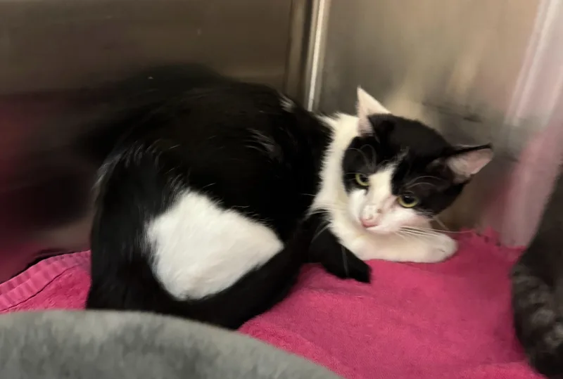 A baby medium-sized male Black & White / Tuxedo Domestic Short Hair cat named Excavator for adoption in Fort Worth, TX