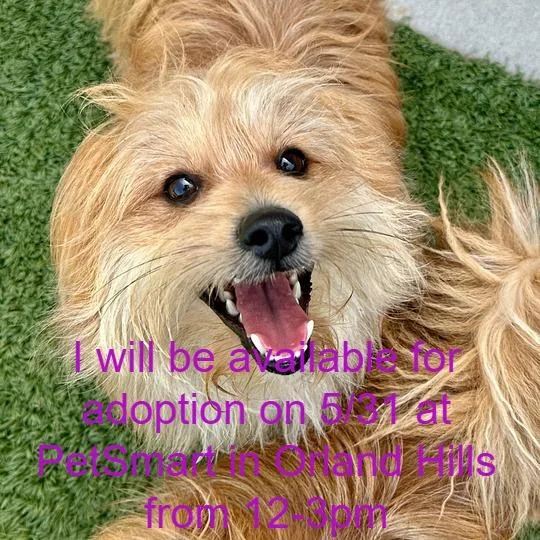 A young small-sized male Yellow / Tan / Blond / Fawn Yorkshire Terrier dog named Apollo for adoption in Matteson, IL