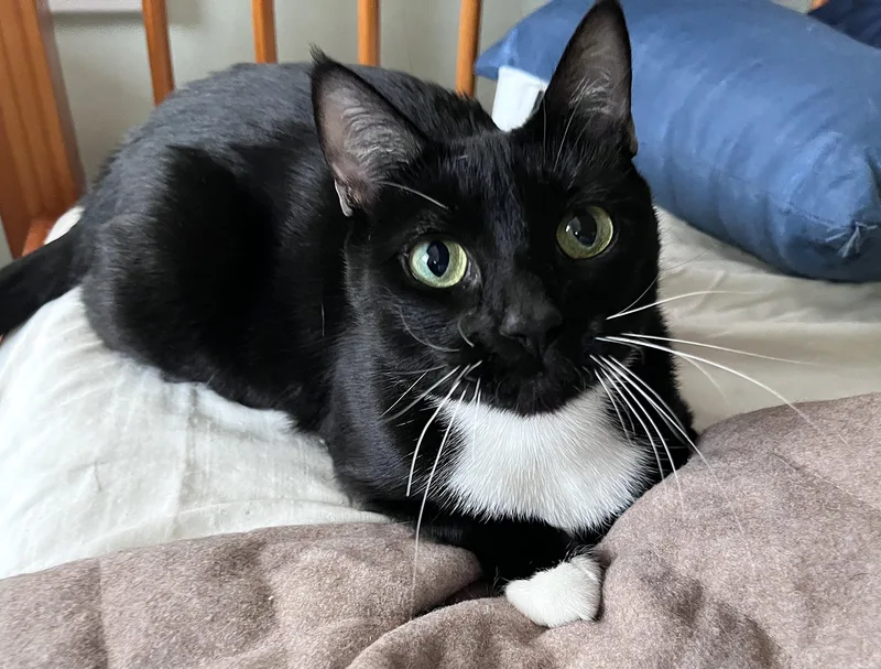 Mona Lisa thumbnail 2