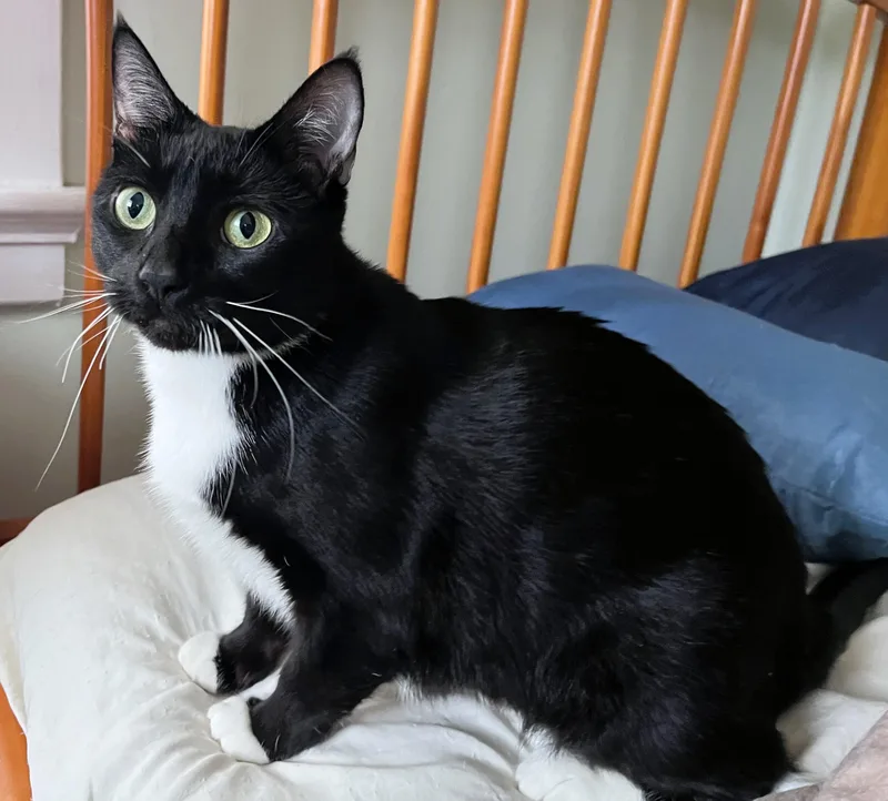 Mona Lisa thumbnail 5