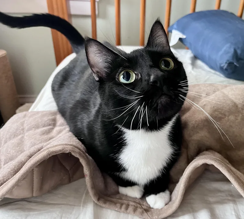 Mona Lisa thumbnail 6