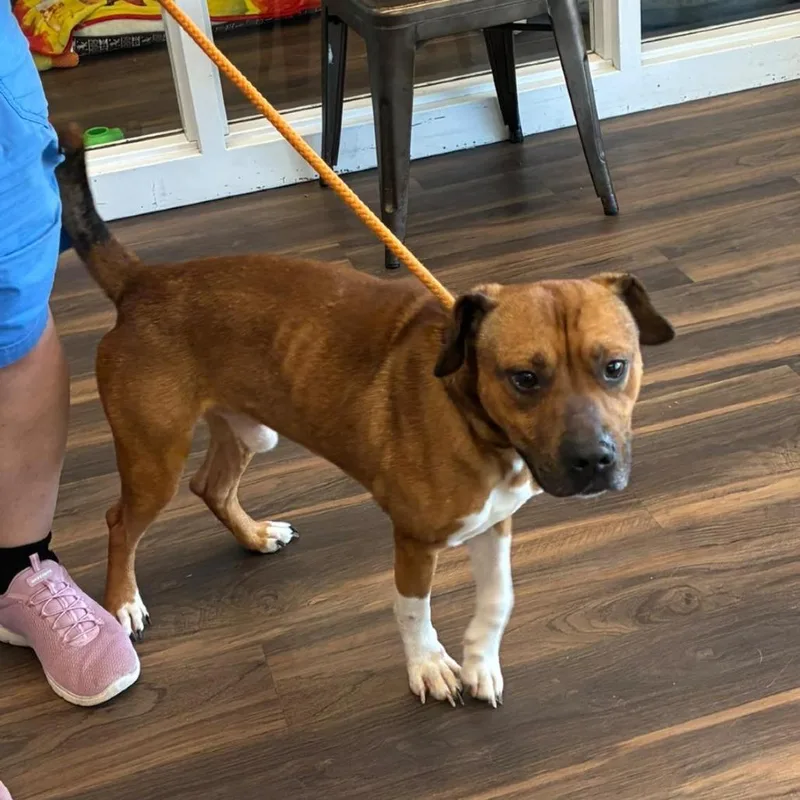 An adult medium-sized male Brown / Chocolate Mixed Breed dog named Warren for adoption in Jeffersonville, IN