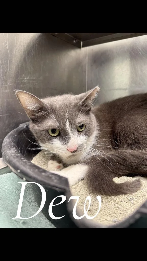 An adult medium-sized female Domestic Short Hair cat named Dew for adoption in Cambridge, MD